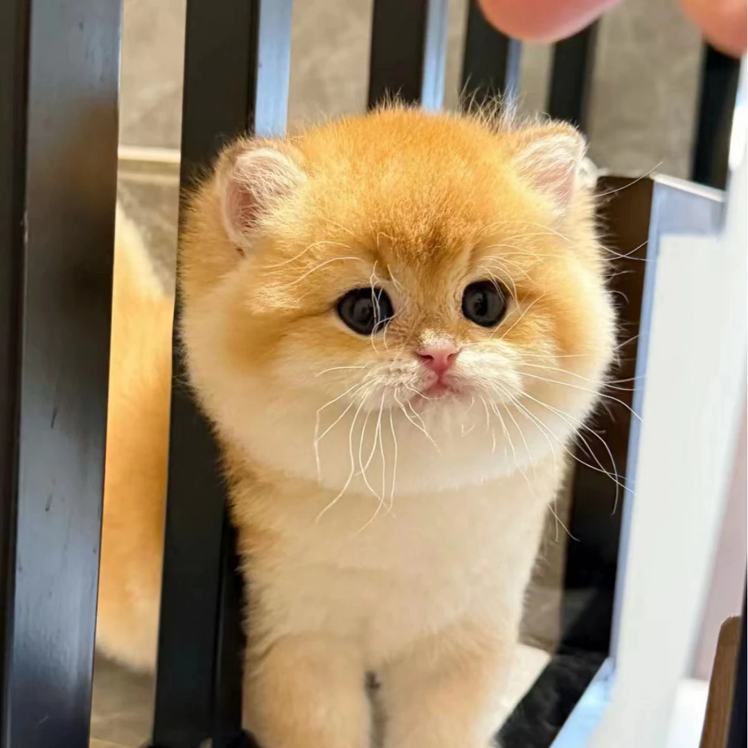 【心宠萌选】活体猫猫