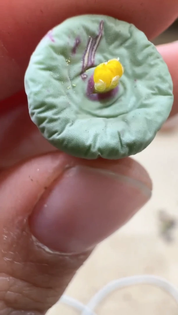 17-29多肉植物肉锥