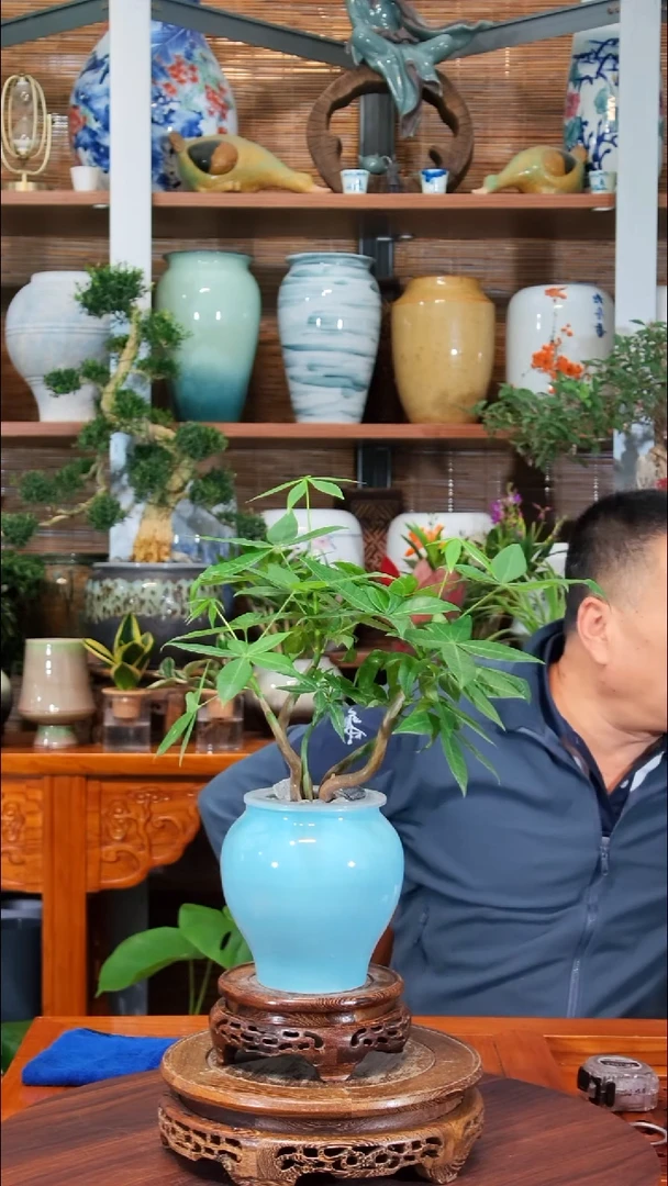 无花朵加*水之韵水培发财树