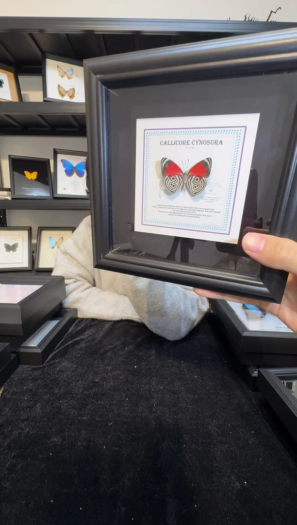 玻璃（一物一拍）真实蝴蝶标本