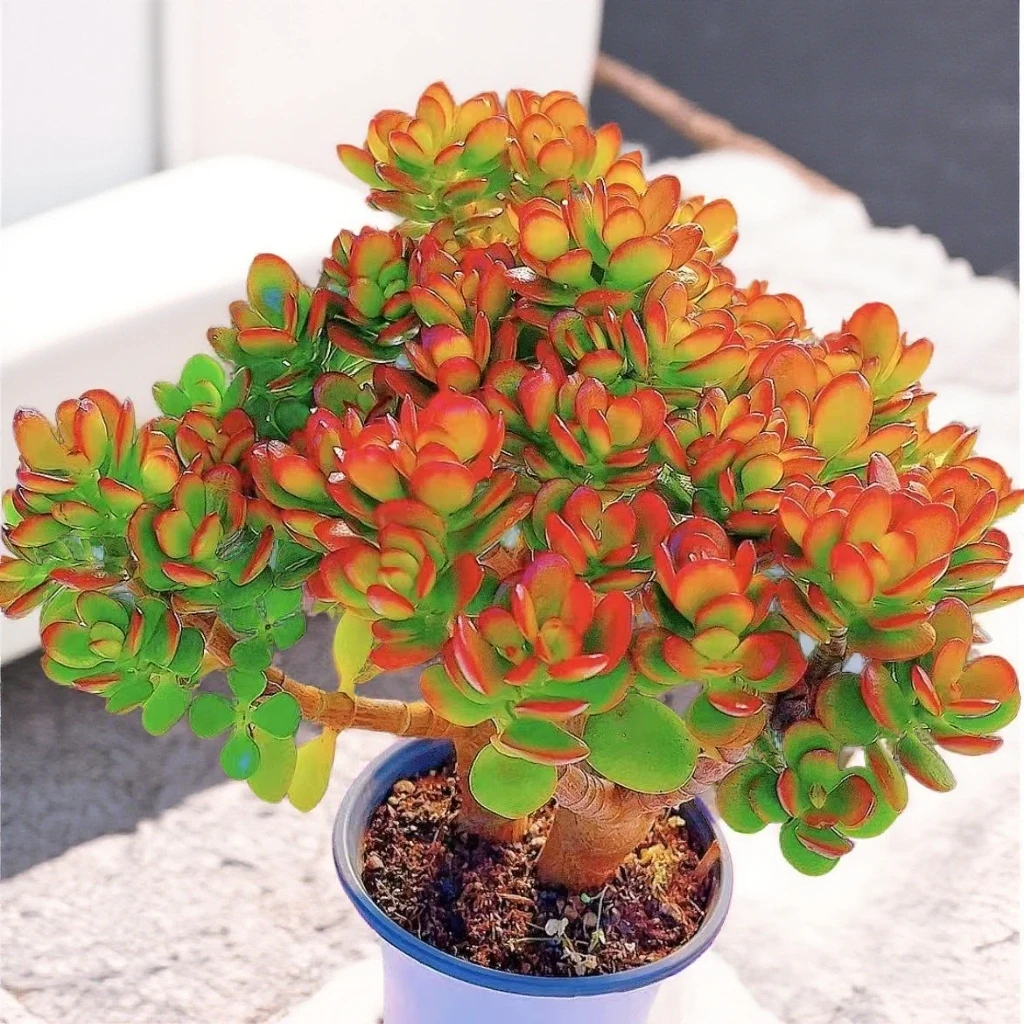 老桩姬红花月玉树摇钱树多肉植物适合室内外好养脱土裸根发新手