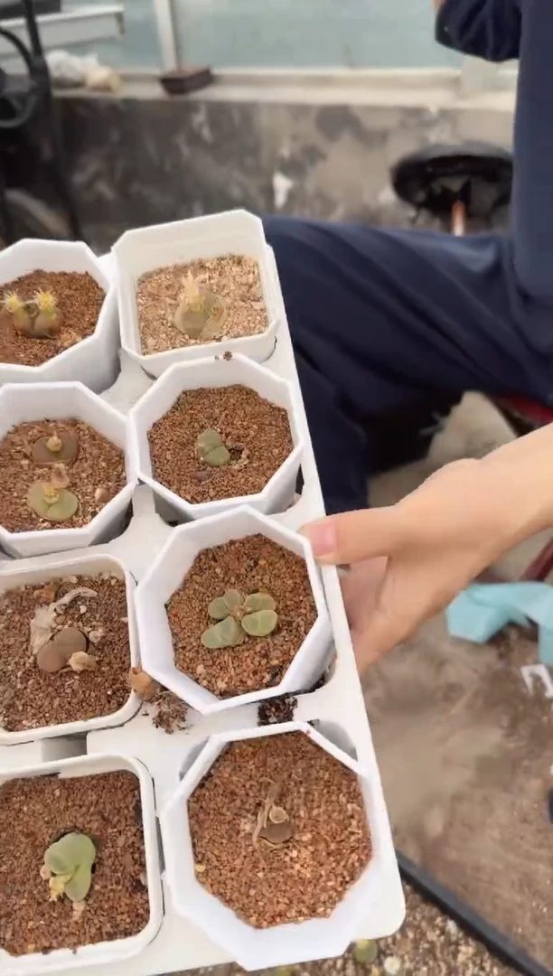 多肉植物肉锥脱土发29-113