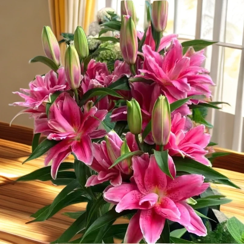 【大花浓香百合种球】耐寒进口新品花盆栽绿植重瓣耐热四季开花花卉