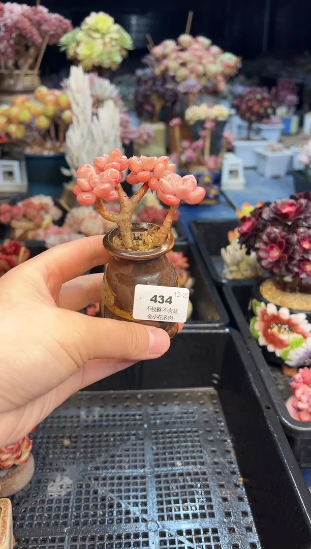 【闪购商品】434不带盆