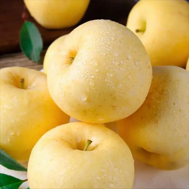 黄金维纳斯苹果苗正宗对版果树苗【山东石榴哥店铺】