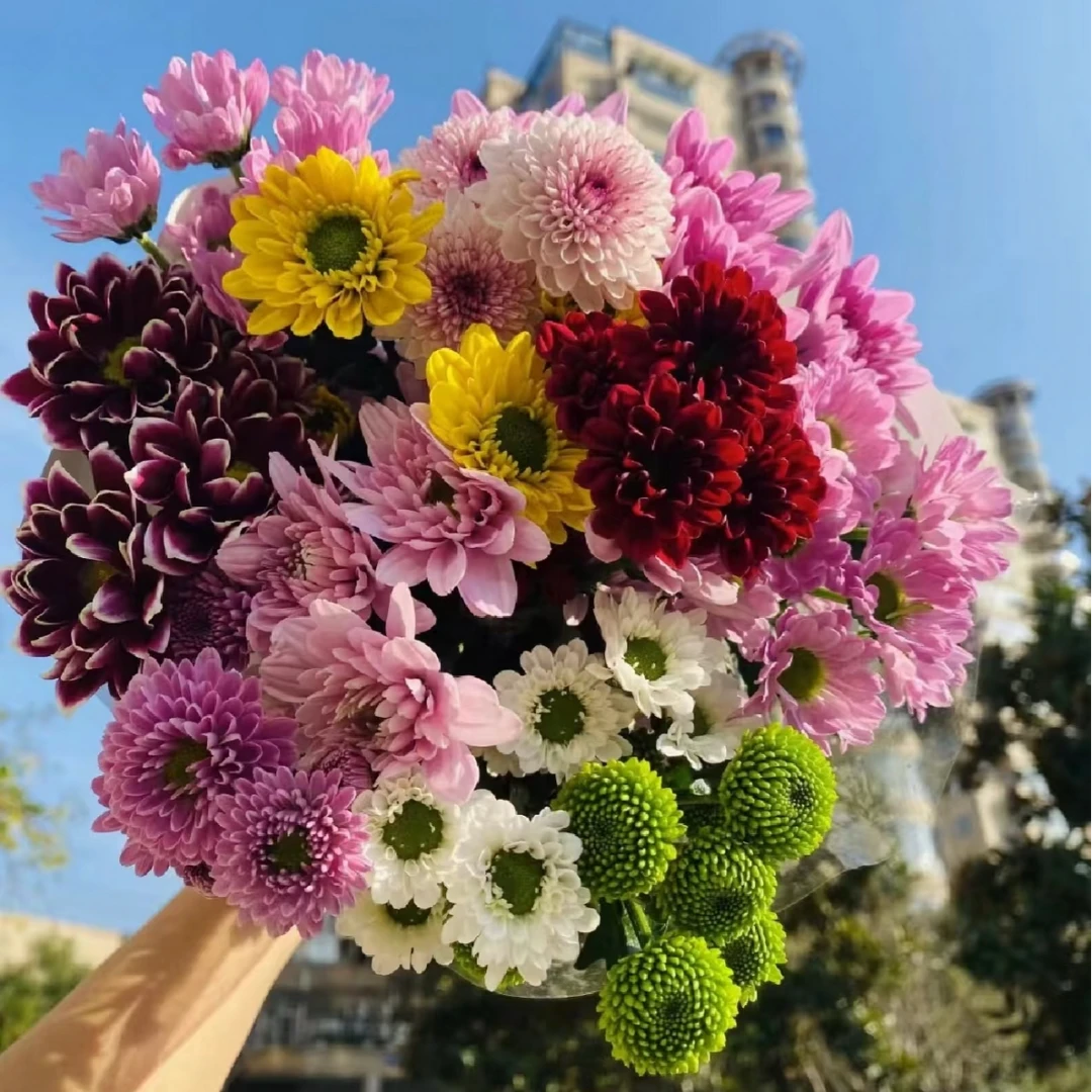 鲜花【彩色小雏菊】家庭同地址两单顺丰或京东送货上门