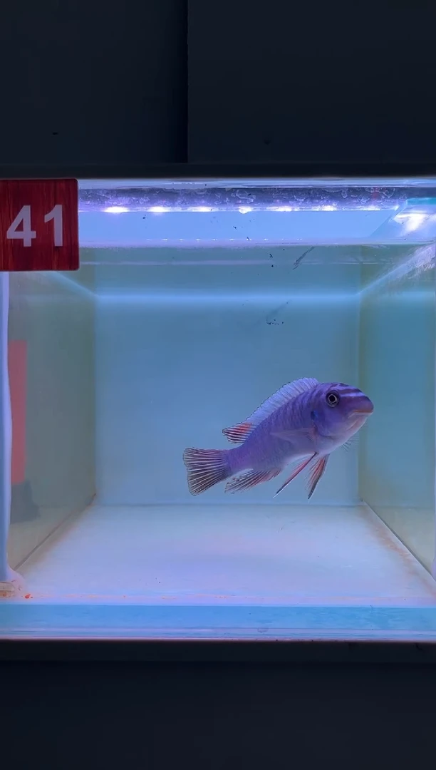 海水鱼三湖慈鲷野生