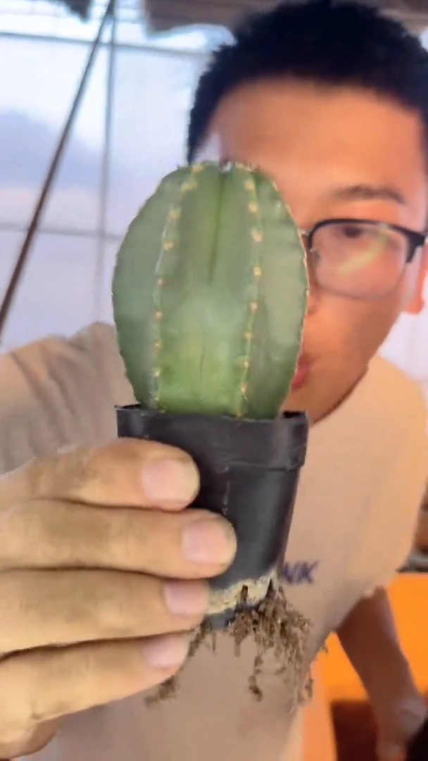 2颗 单头 微刺虾【实生根】