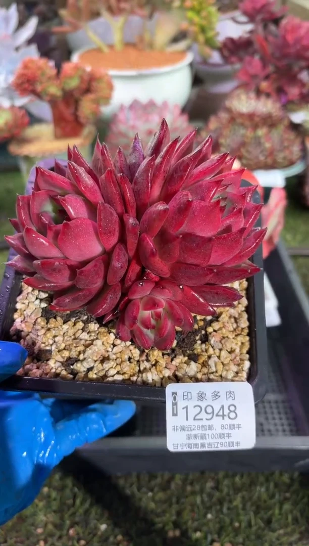 【闪购商品】12948