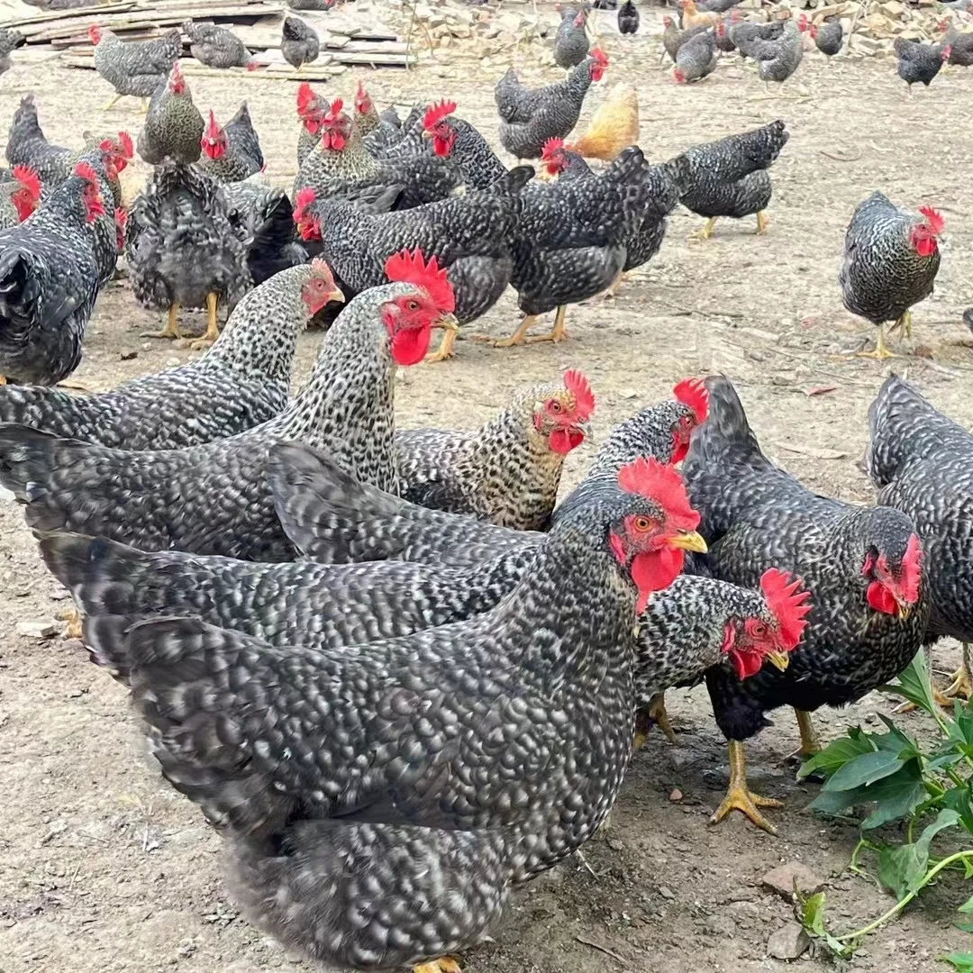 宠物鸡芦花鸡3斤以上散养溜达鸡好喂养
