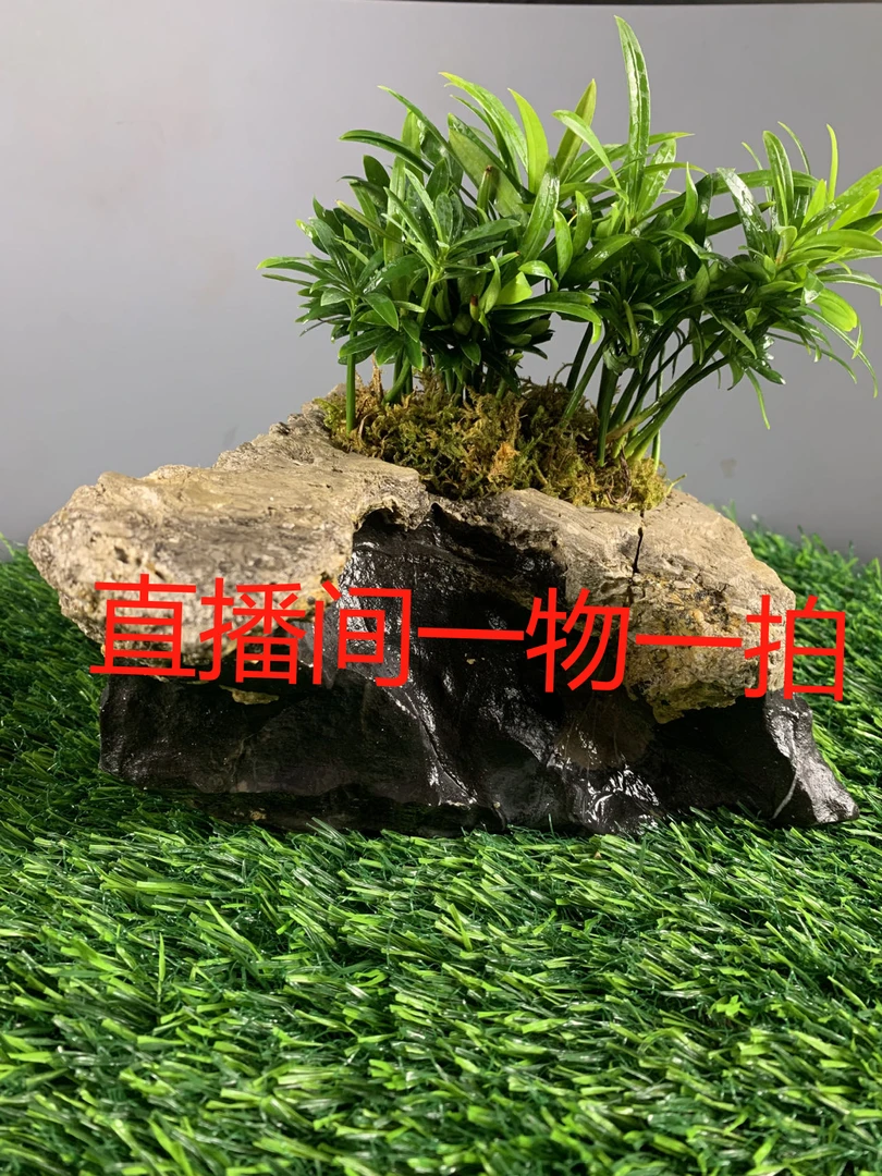 灵璧石 原石 花盆 鱼缸烟灰缸摆件 造景 户外