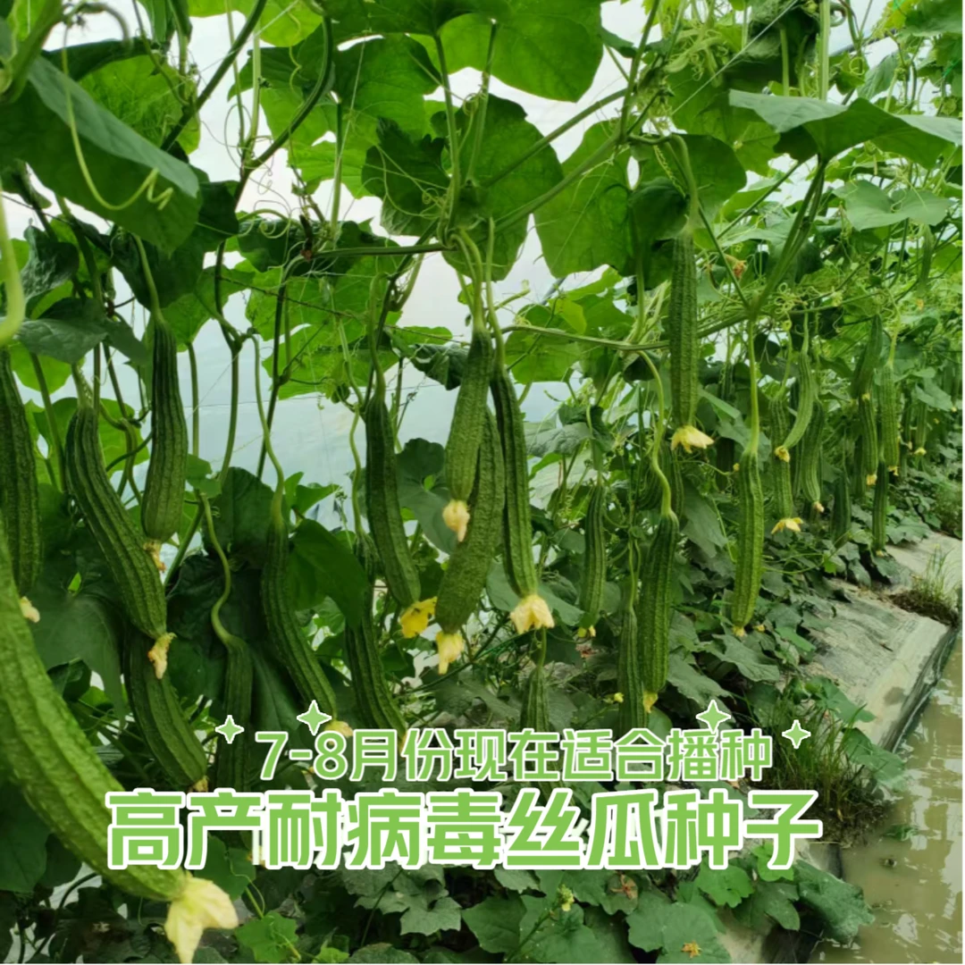【阿豪推荐】耐热耐病毒产量高【基地专用】新研F1杂交大花点丝瓜种子