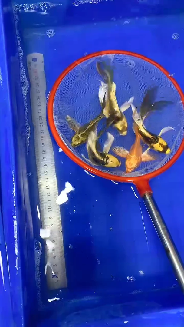 蝴蝶鲤名**长蝴蝶鲤直播选鱼专用链接