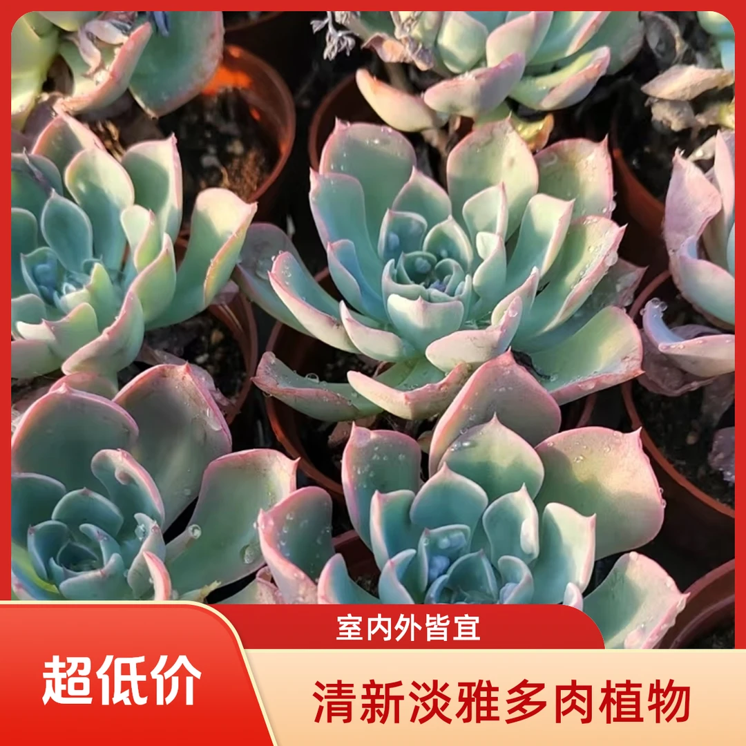 雨滴多肉植物盆栽品种好养适合办公室阳台
