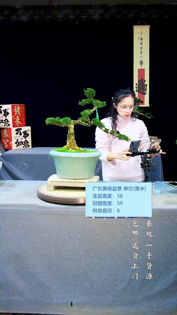 【闪购商品】黄杨盆景黄杨盆景