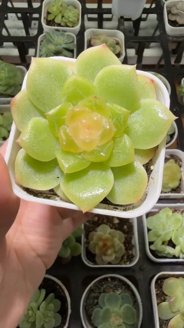 1212  谪仙多肉植物