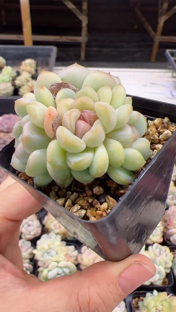 【闪购商品】四头群生起大白一颗