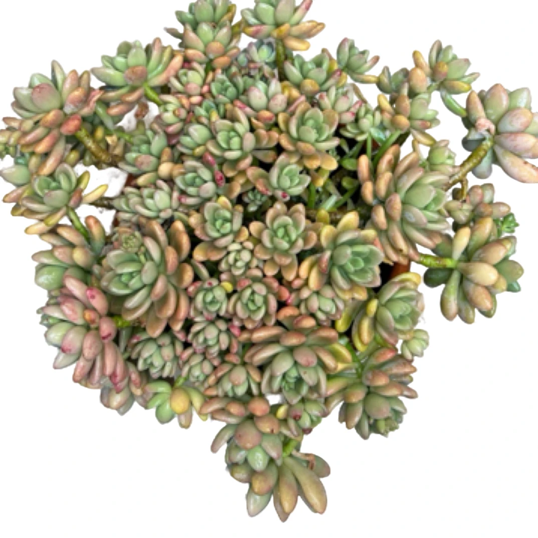 （特大香水洛神）整装老桩飘枝盆栽盆景多肉