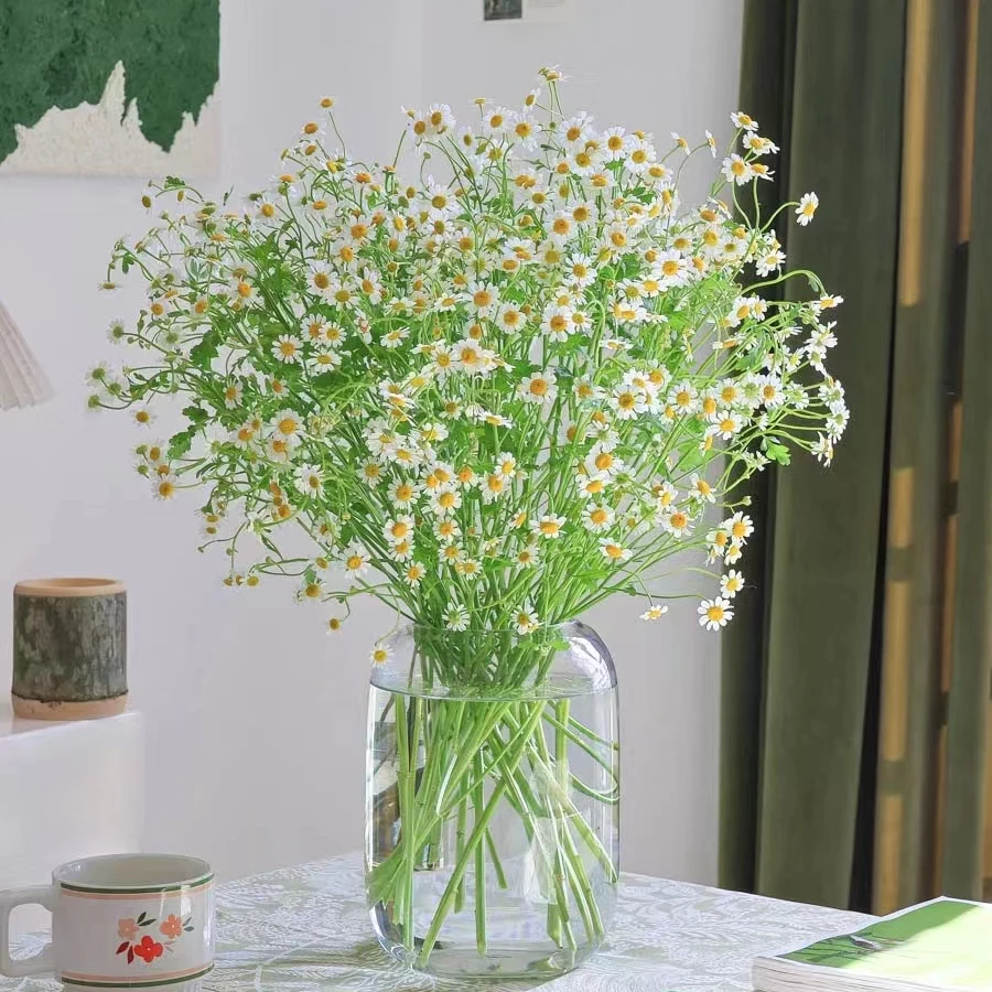 当日达♥5枝洋甘菊 阳光是最好的滤镜 | 一把春天