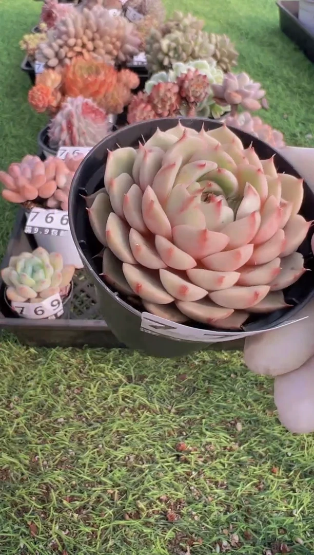 【闪购商品】信福多肉一物一拍