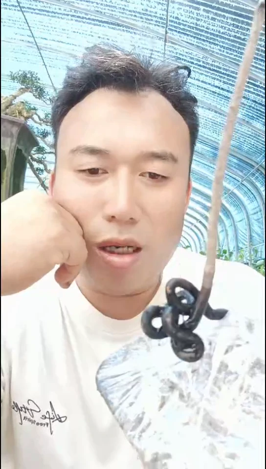 无花朵用****9老鸦柿