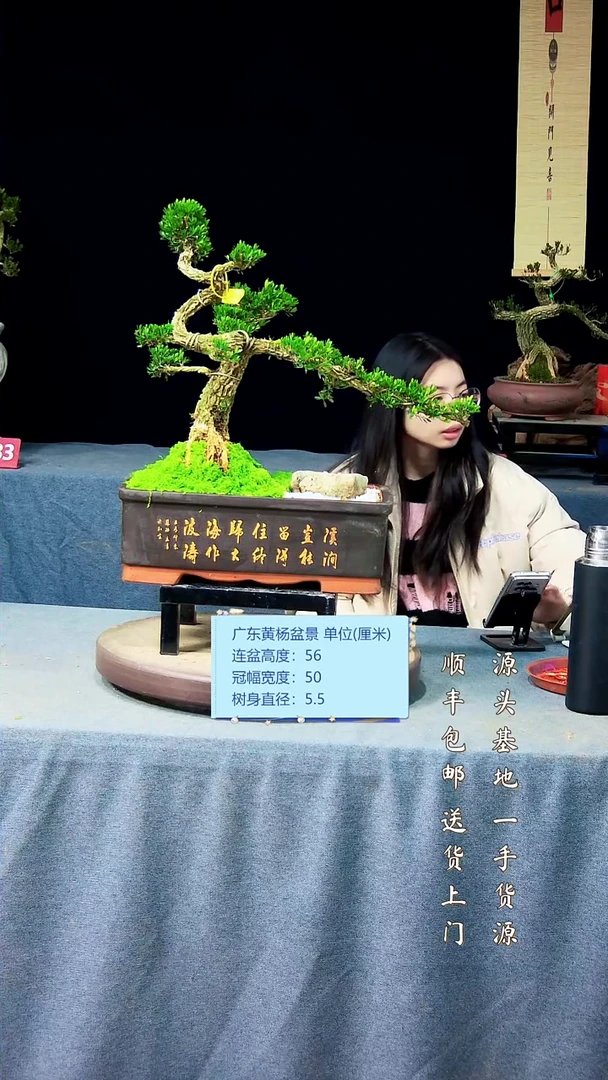 【闪购商品】黄杨盆景黄杨盆景