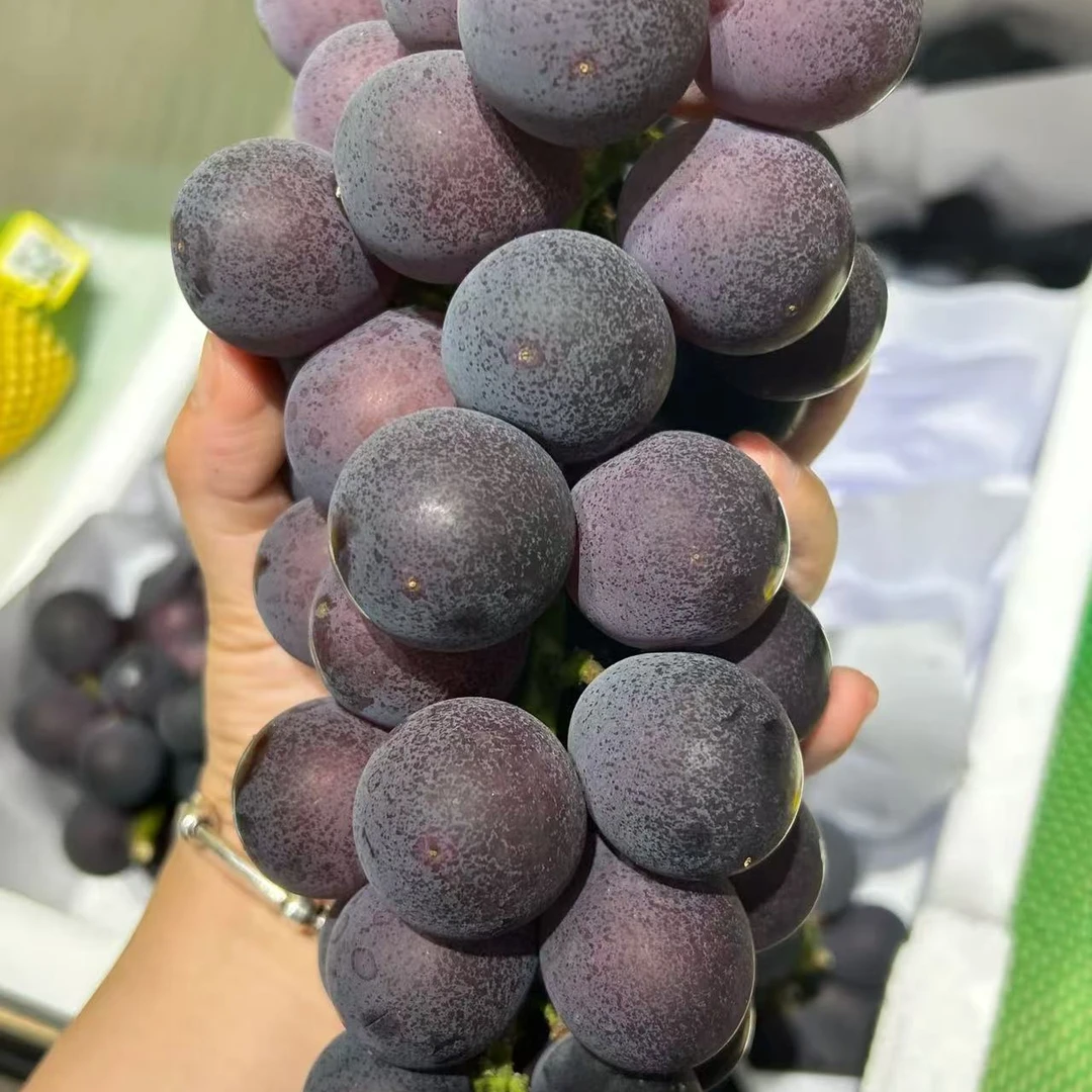【甬优葡萄】新鲜葡萄当季新鲜水果大果美味1-5斤浙江省