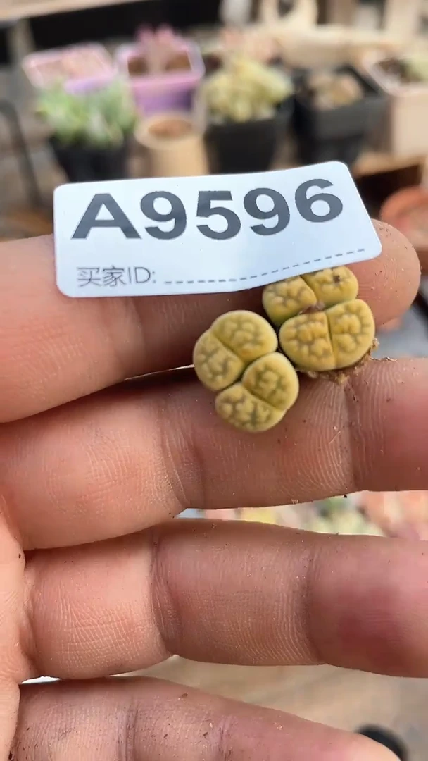 【闪购商品】9596直播一物一拍