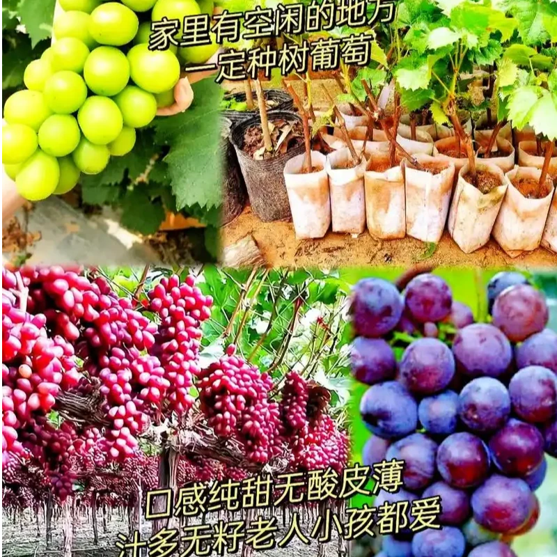 葡萄树阳光玫瑰妮娜皇后巨峰等南北方均可盆栽地栽种植难度低