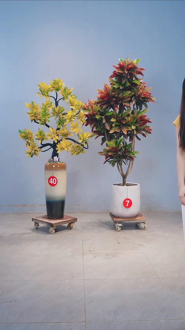 无花朵洒金珊瑚变叶木