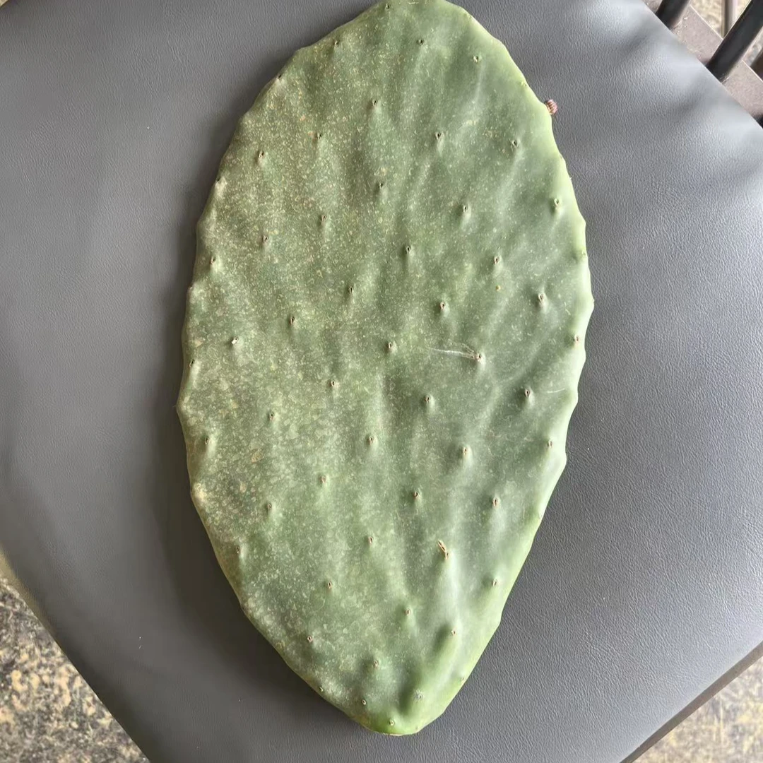 仙人掌种植片新鲜无根掌片