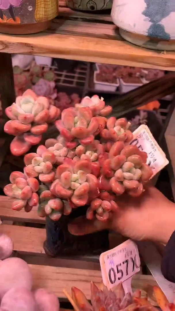 【闪购商品】056XXX