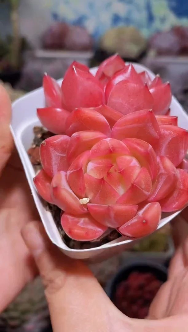 【闪购商品】177红色钻石珍妮