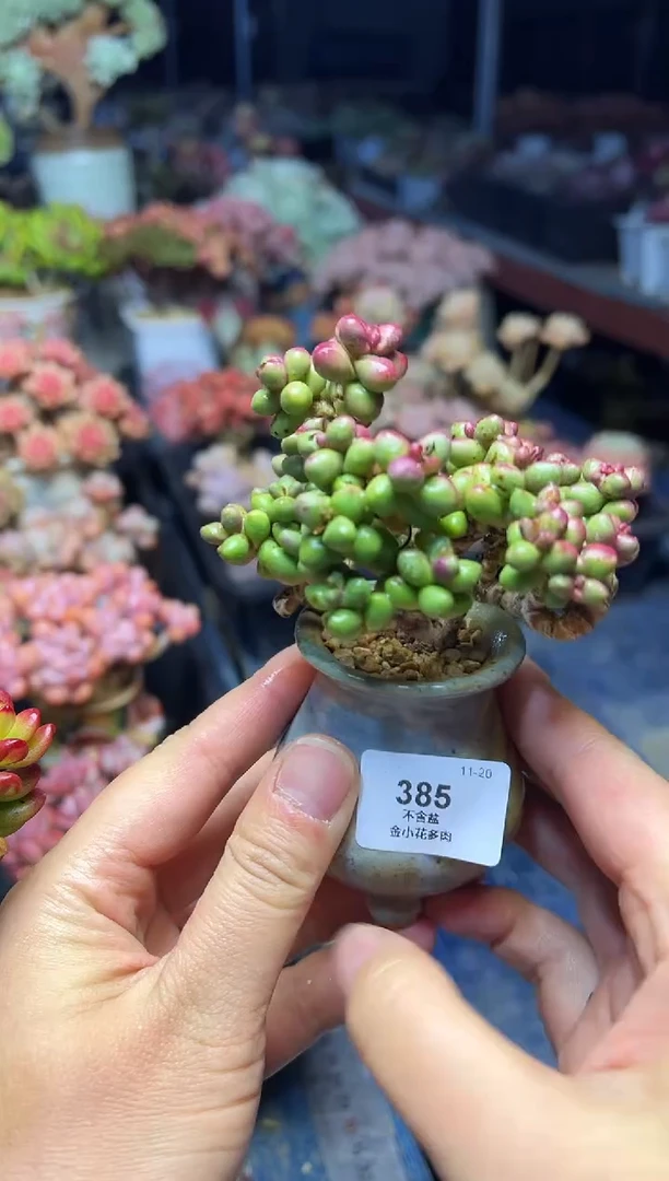 彭**。385           不带盆