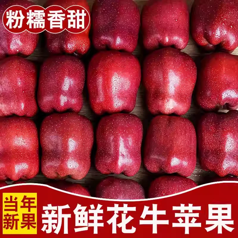 【脆粉两吃】甘肃天水花牛苹果新鲜水果香甜可口当季蛇果脆粉两吃
