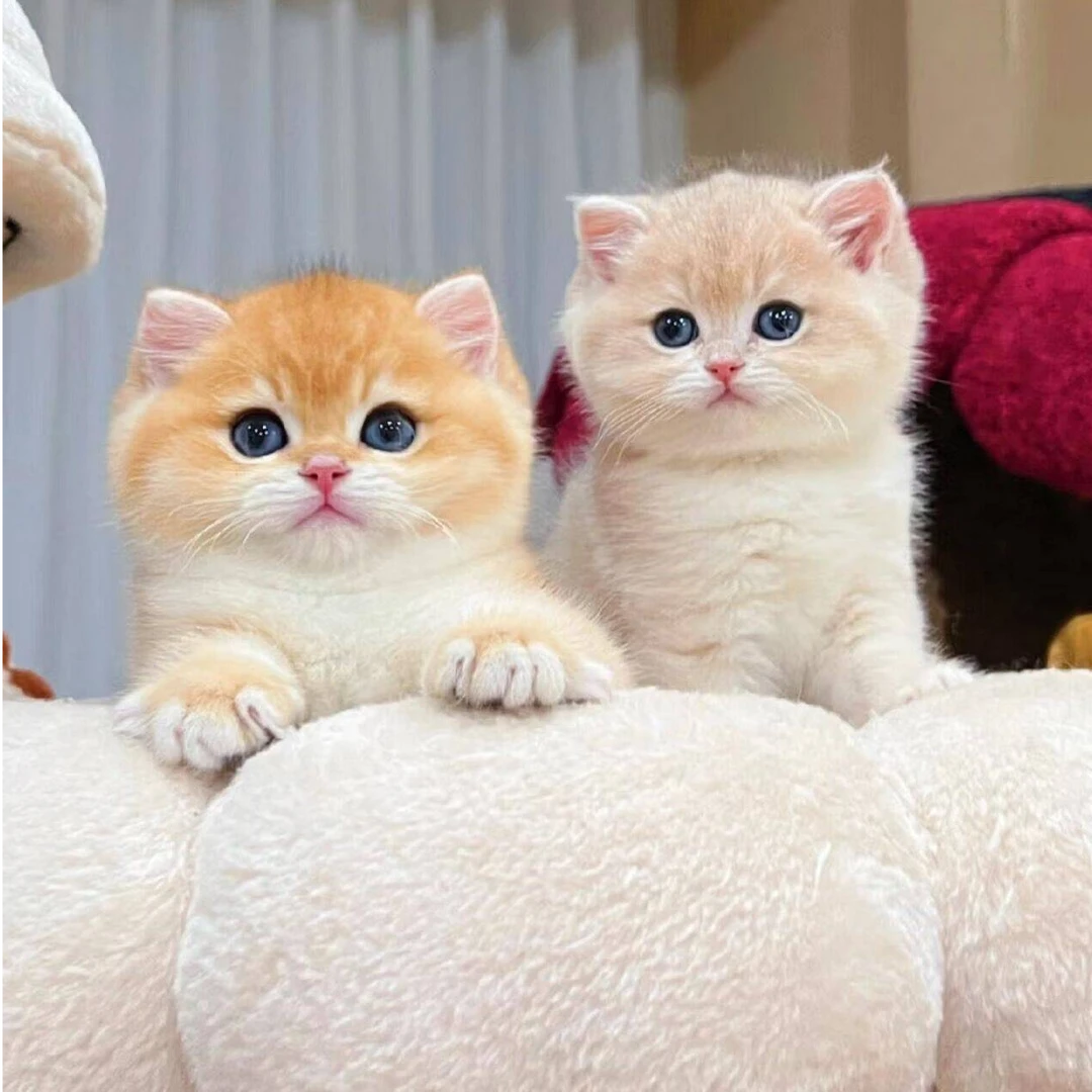 【心宠宠物】猫咪活体链接金渐层/蓝金/紫金/