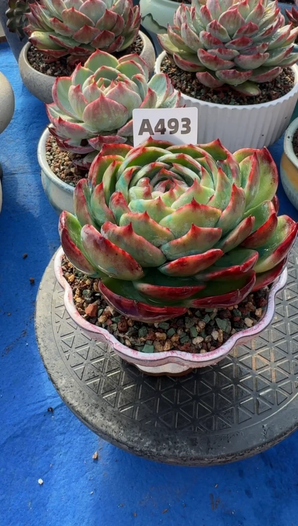 【闪购商品】A493惊鸿仙子（裸根发货）