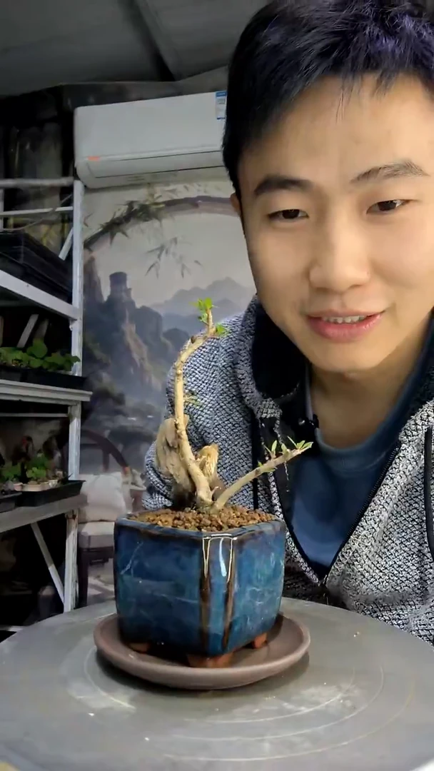 蘭*中青园艺一物一拍178