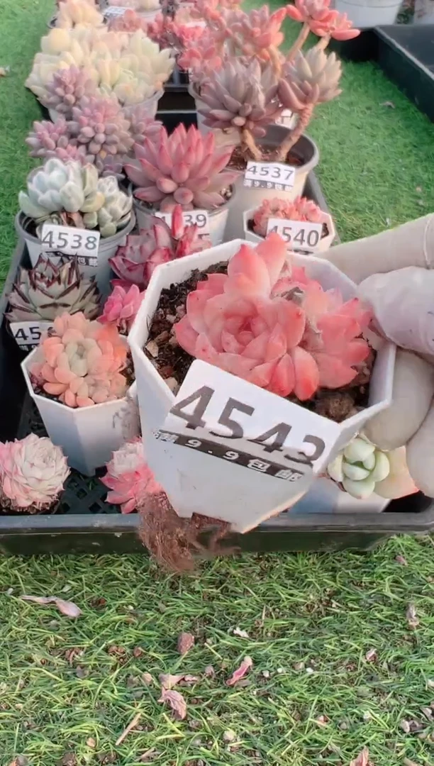 【闪购商品】信福多肉一物一拍