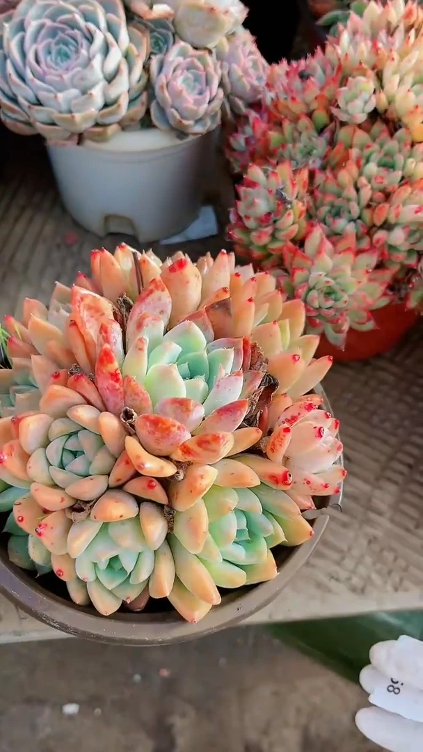 【闪购商品】18168