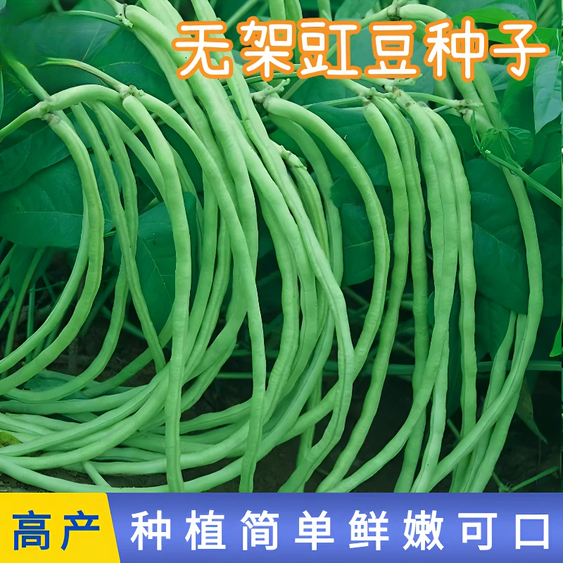 【全店满5包包邮】无架豆种子长豆角豇豆矮生不搭架豆角蔬菜种子