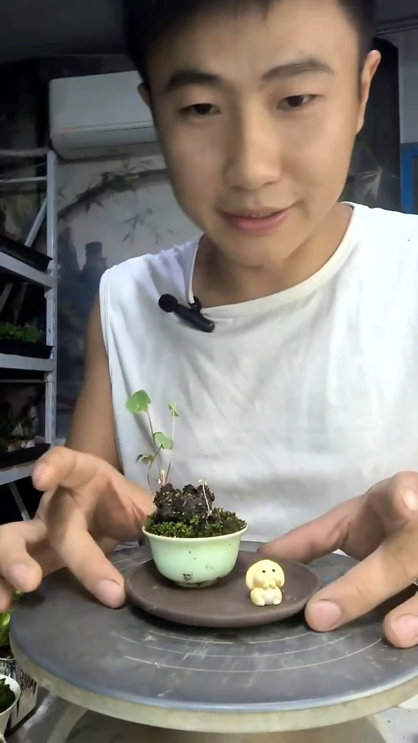 王***妈中青园艺一物一拍116