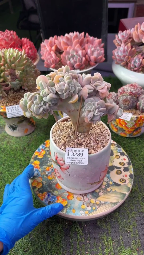 昆明印象多肉3289