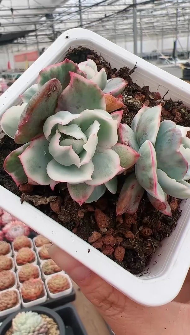 【闪购商品】伯克利锦三头起一颗
