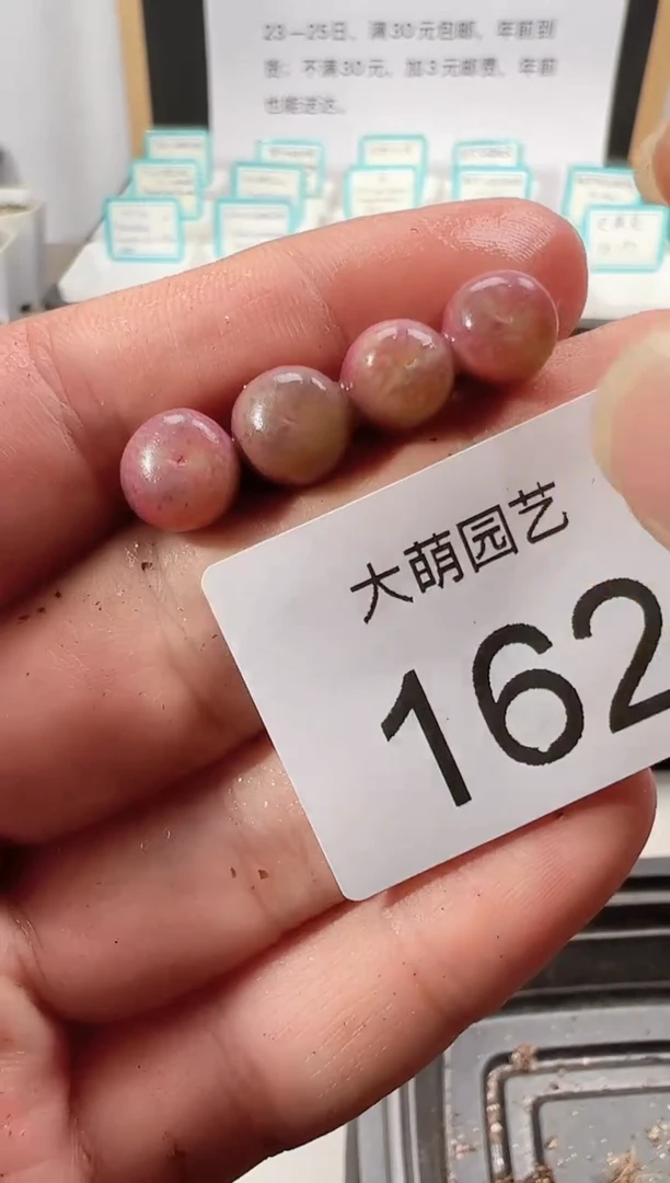 【闪购商品】++++162