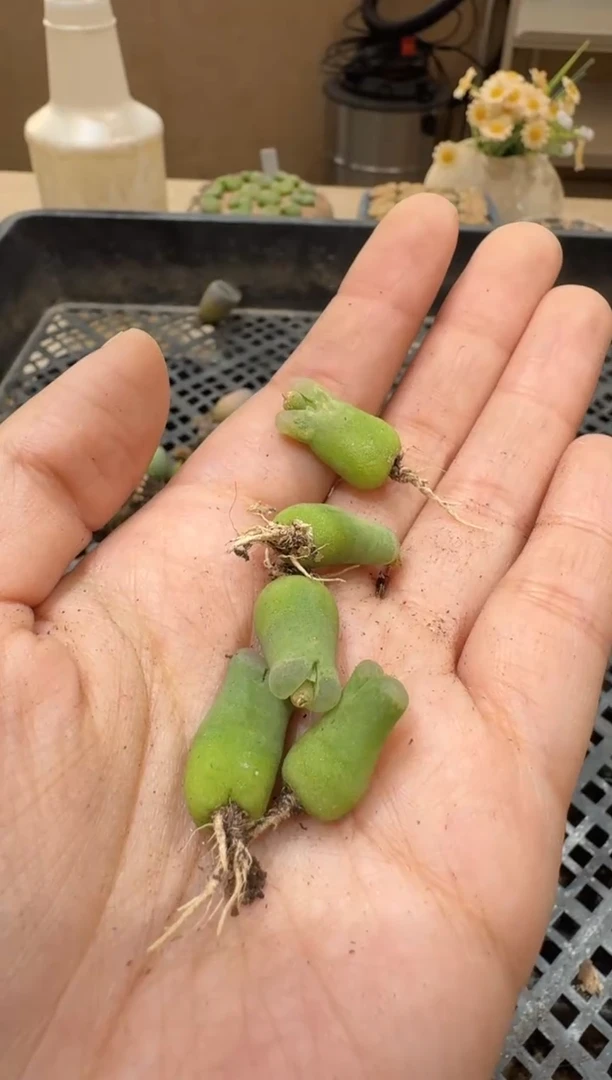 29-191多肉植物肉锥一颗