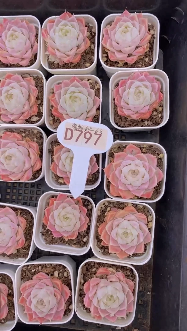 【闪购商品】D797-蜜桃女王（量拍）