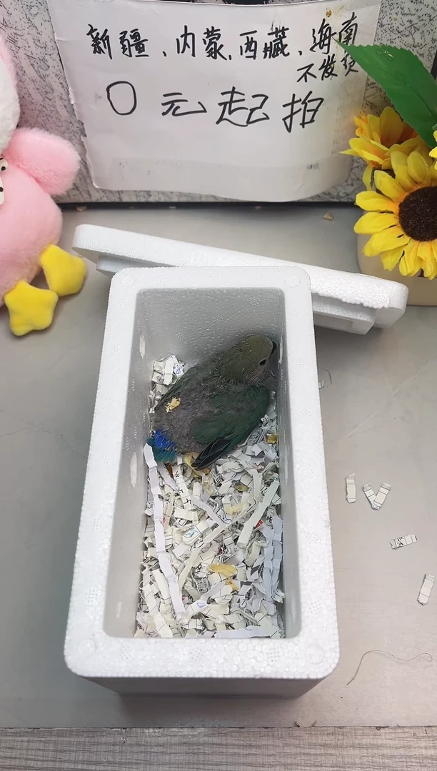 桃脸牡丹鹦鹉牡丹鹦鹉