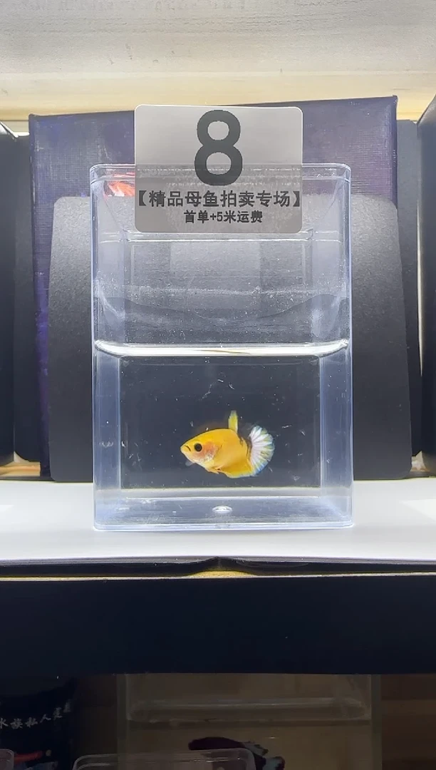 斗鱼精品母鱼编号8