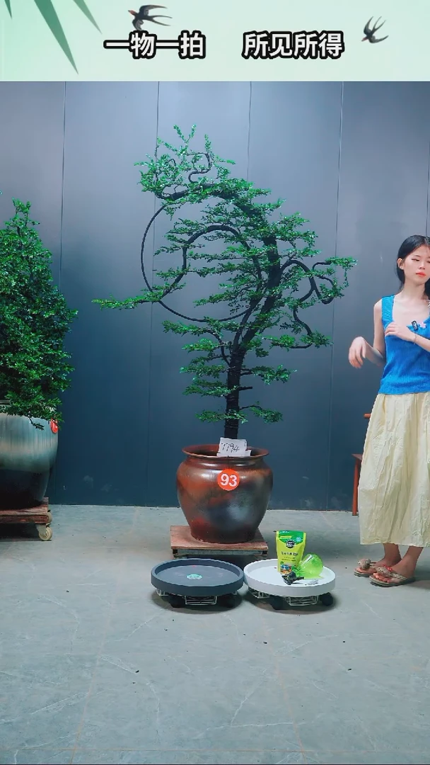 有机玻璃厚**物广东小叶紫檀